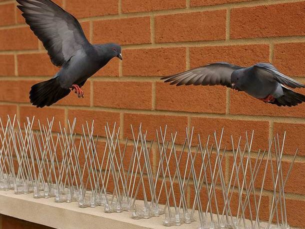 Bird Control